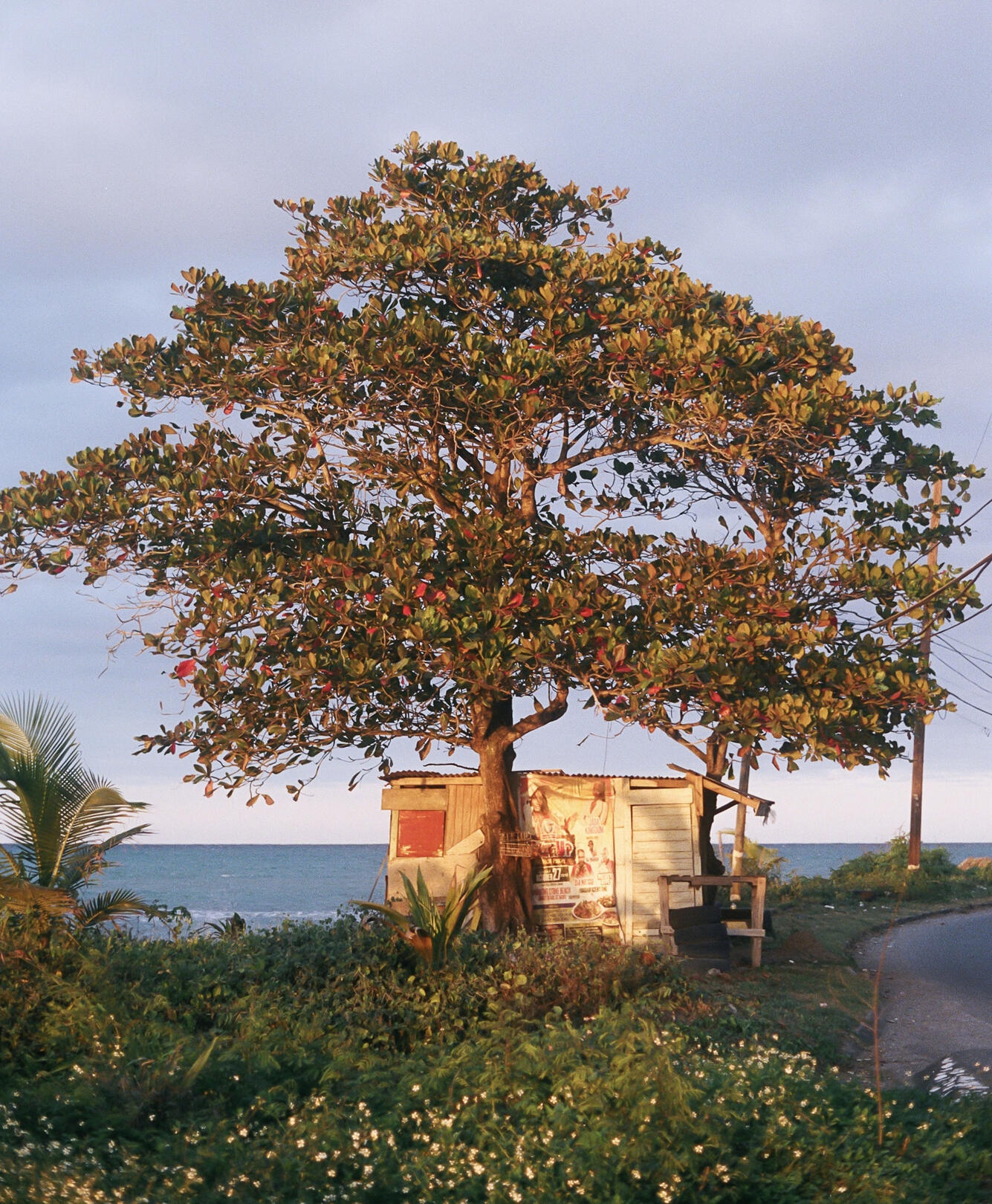 TREE AH LIFE [ XAYMACA SERIES ]